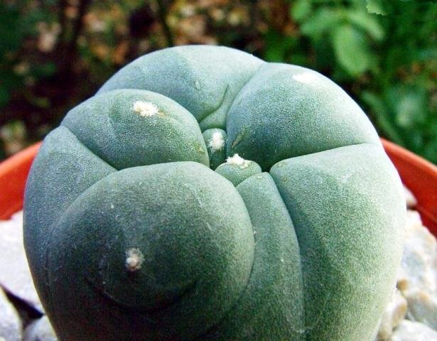 Lophophora_diffusa